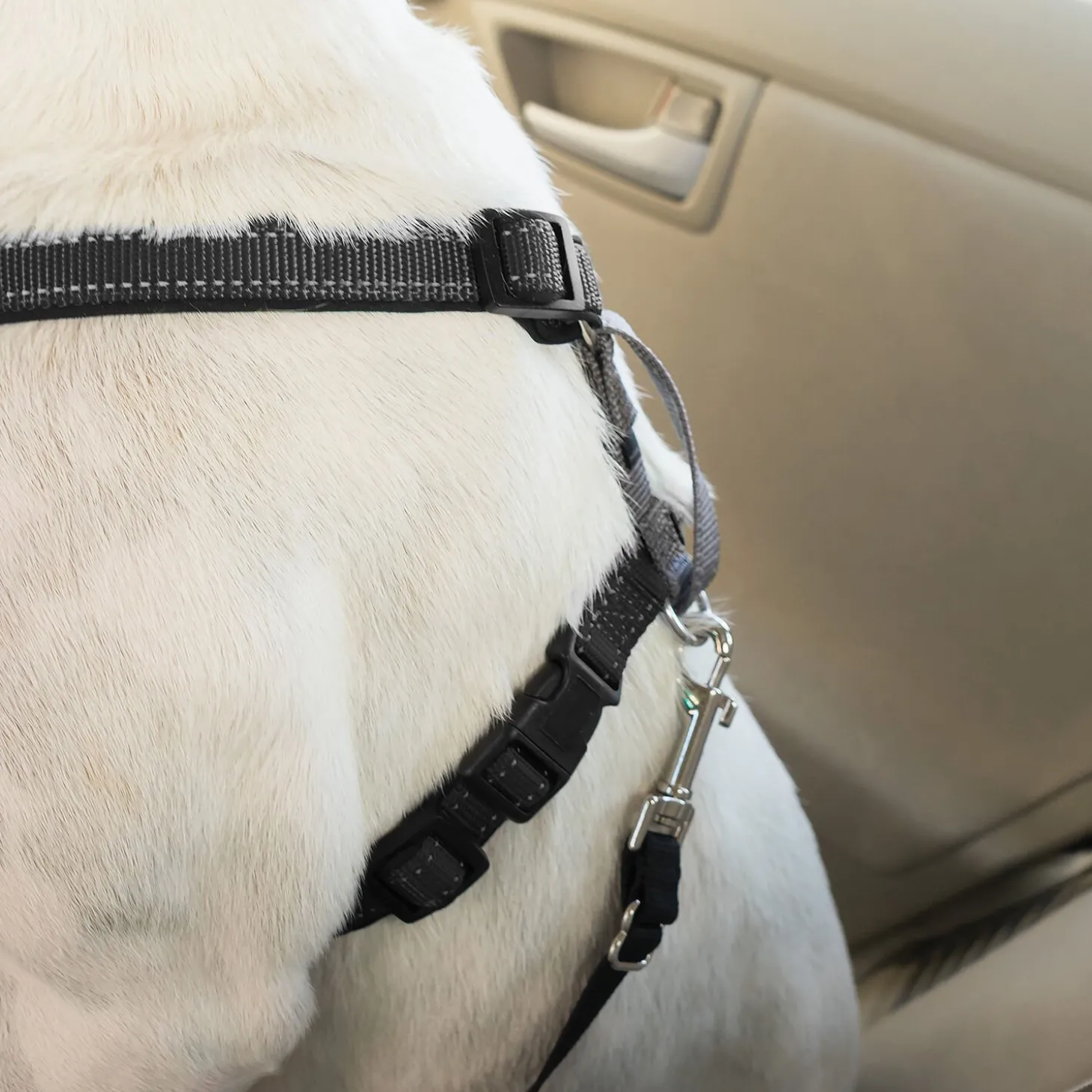 3 in 1 Harness & car restraint for dogs