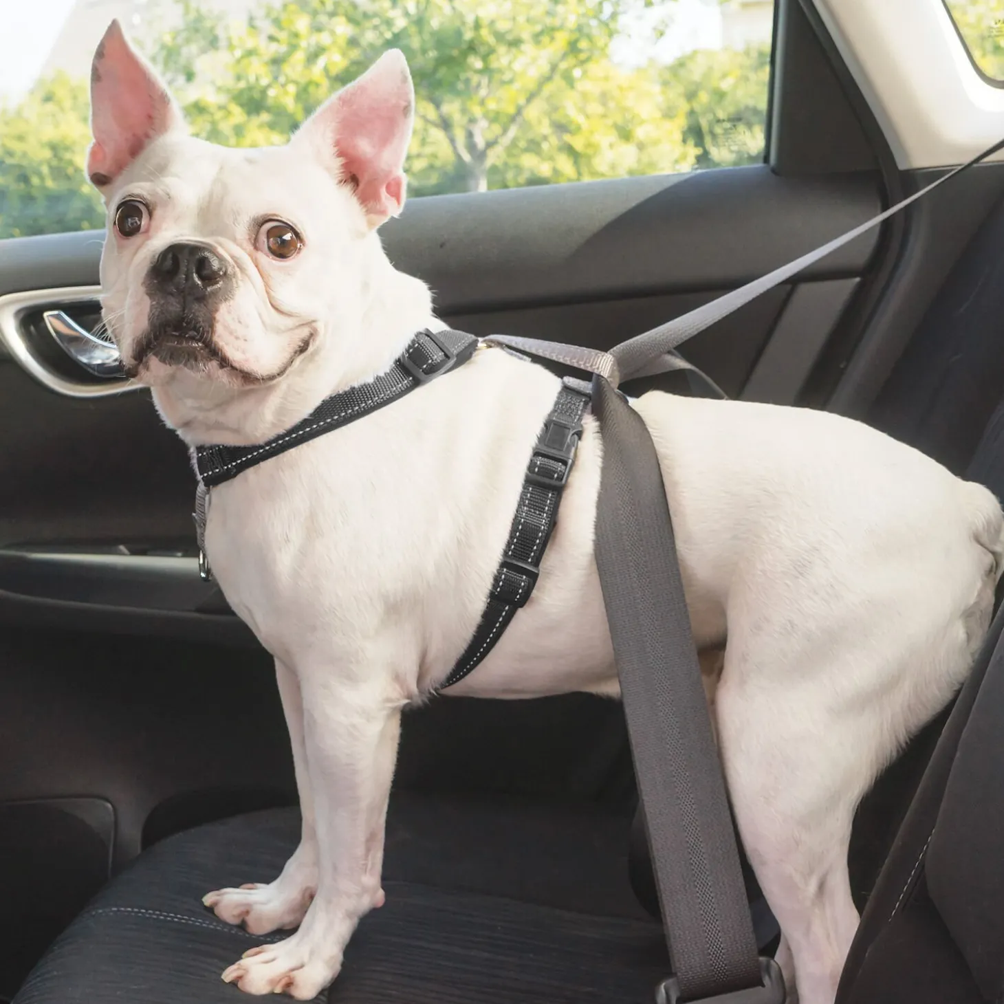 3 in 1 Harness & car restraint for dogs
