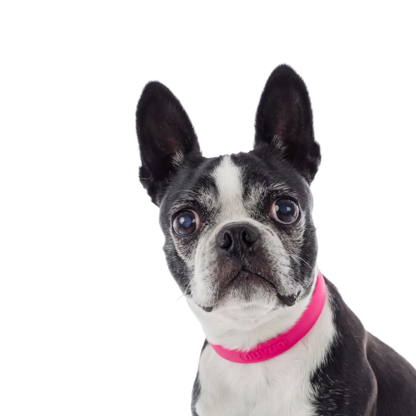 Adjustable Dog Collar, L