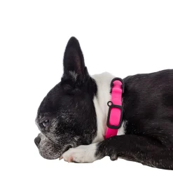 Adjustable Dog Collar, M