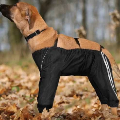 All-weather protective dog pants