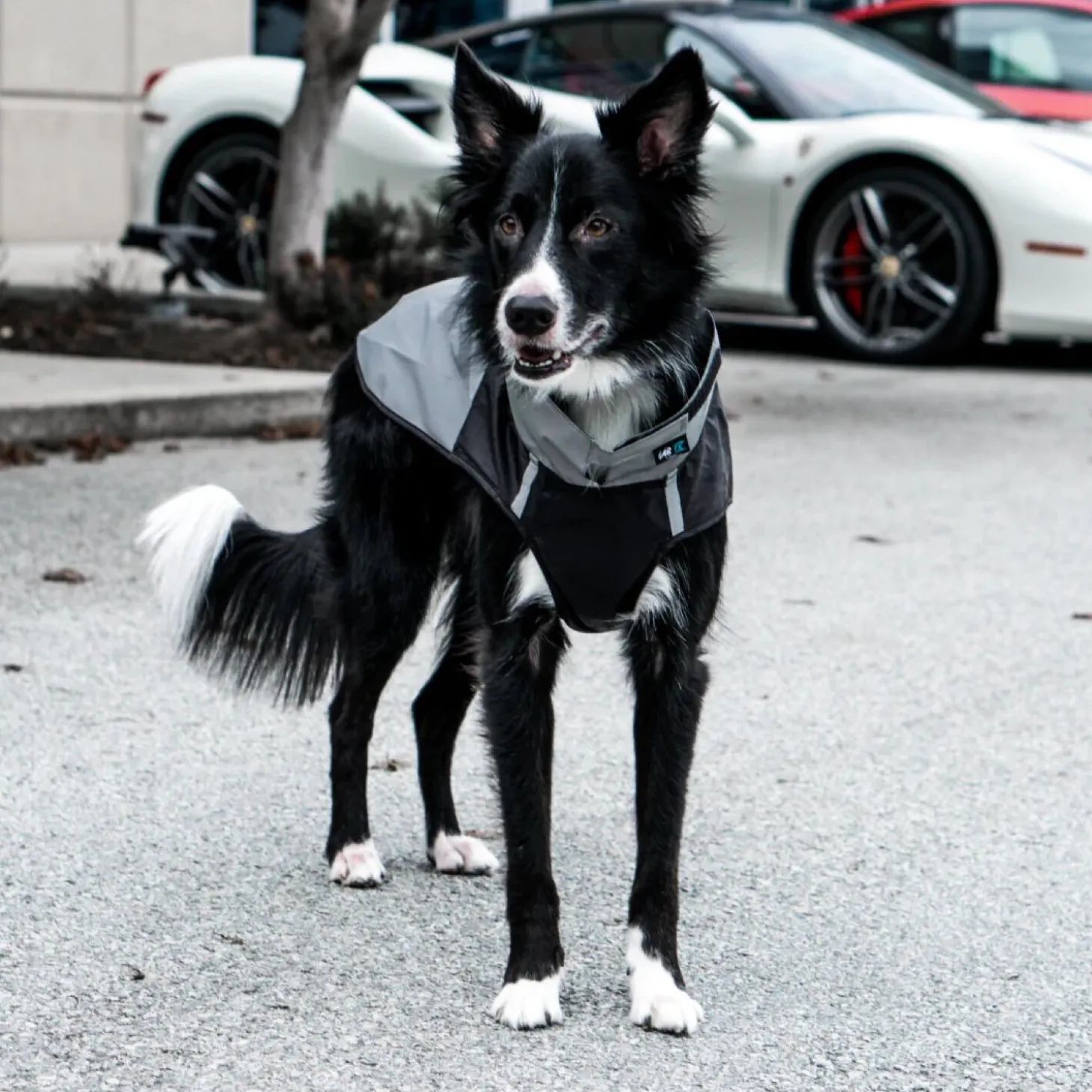 Arrow Reflective Windbreaker, 14