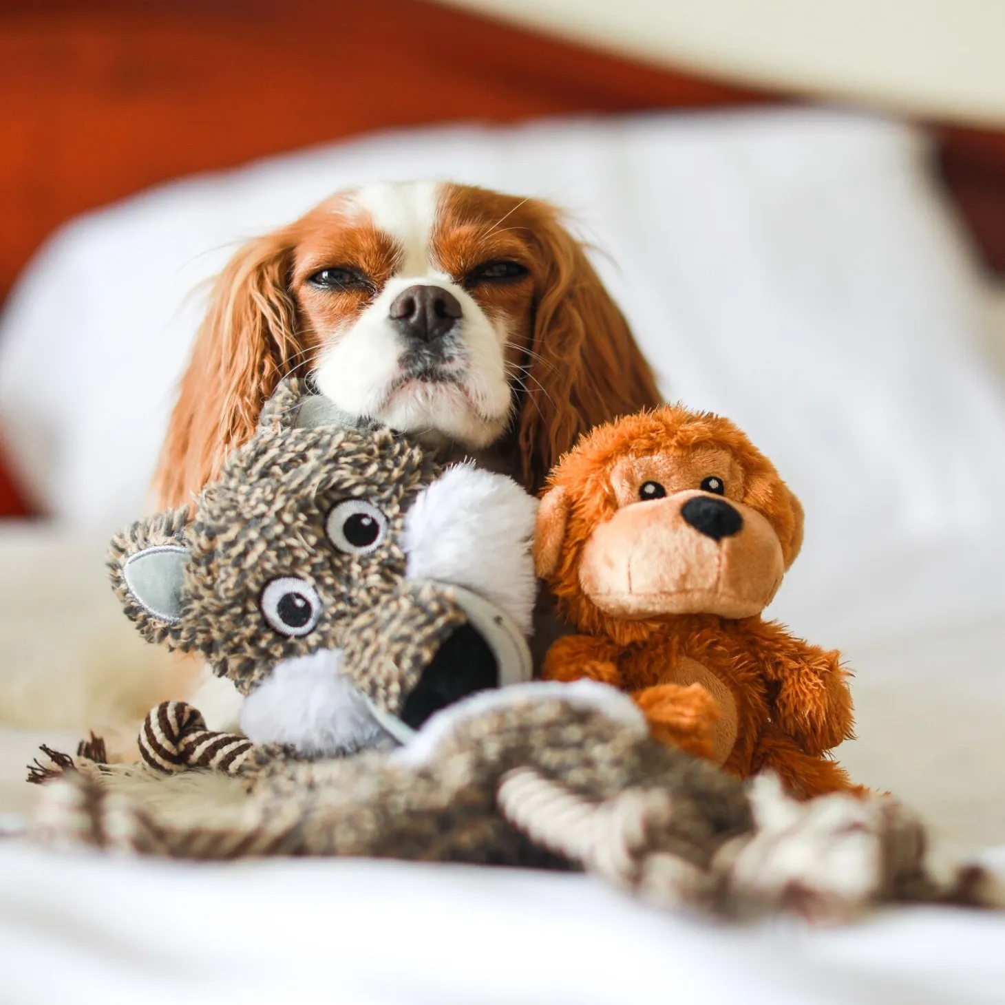 Baby monkey plush puppy toy
