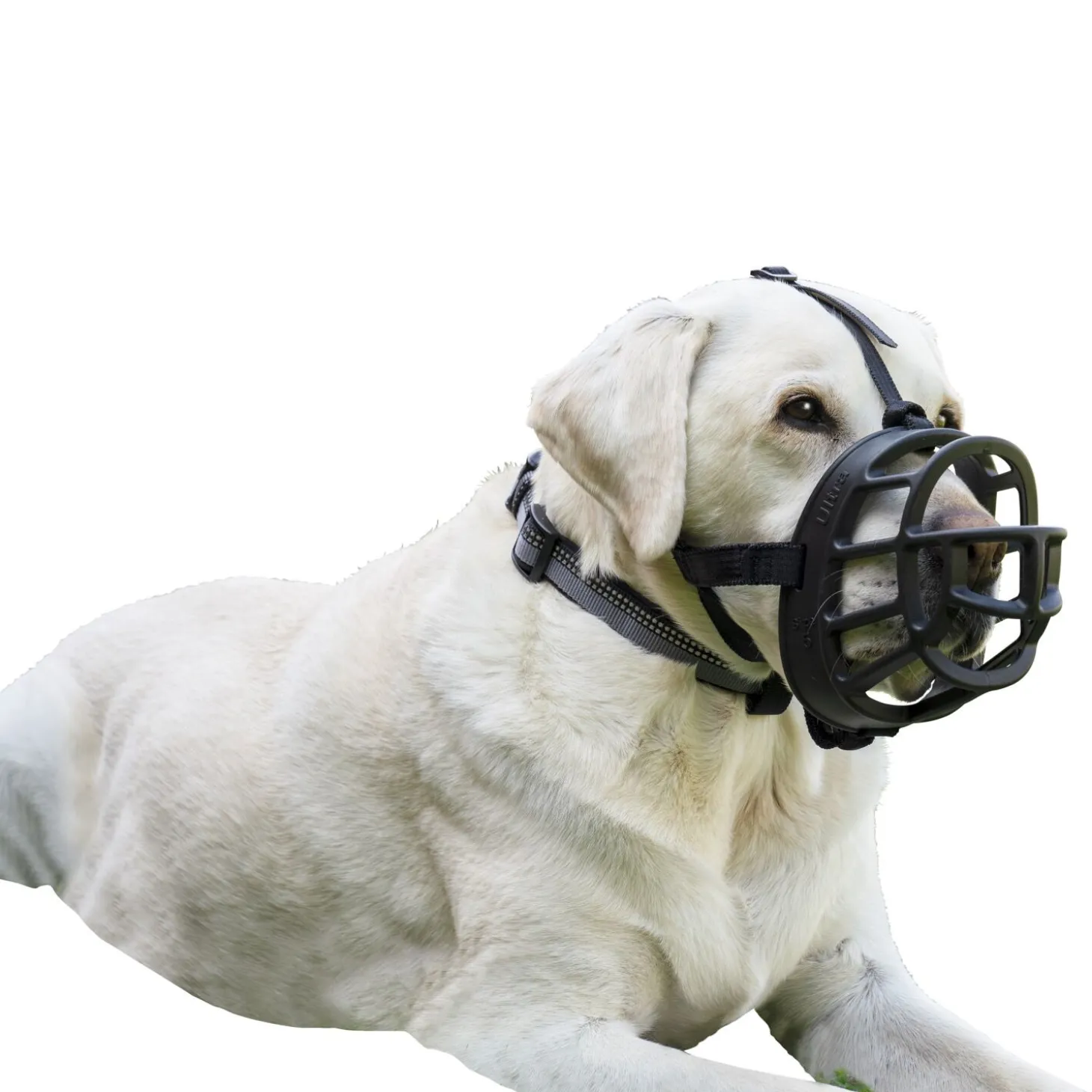 Baskerville Ultra Muzzle