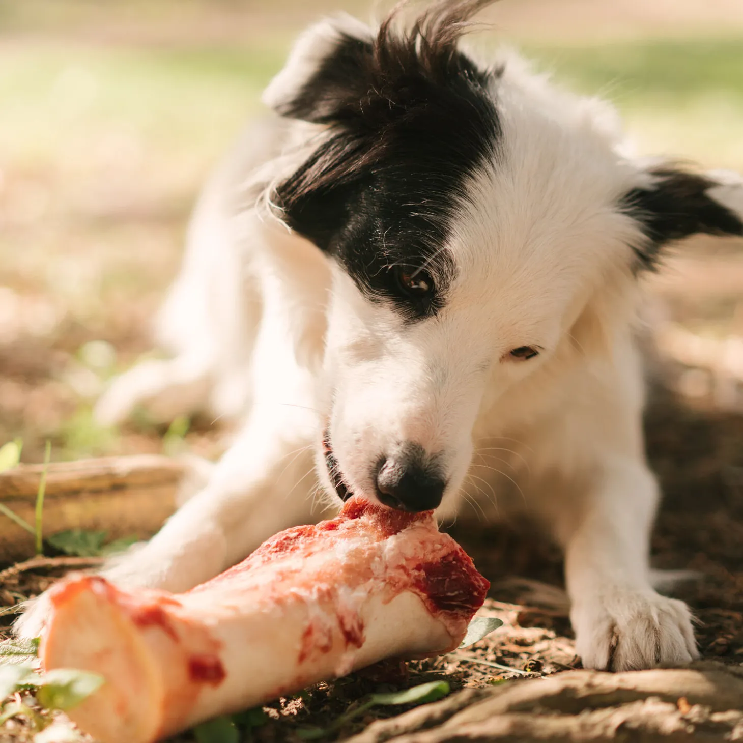 Beef femur bone, 590g