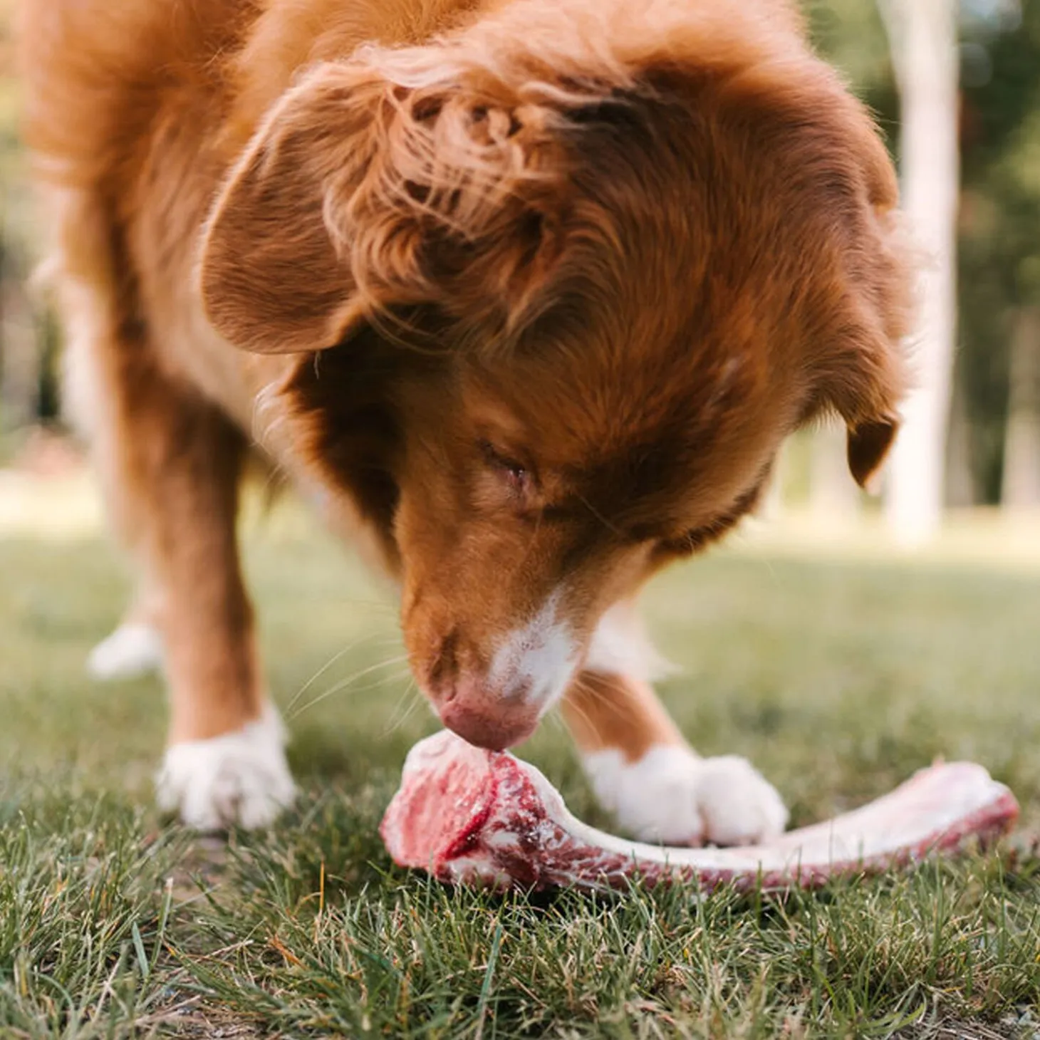 Beef rib bone, 110g