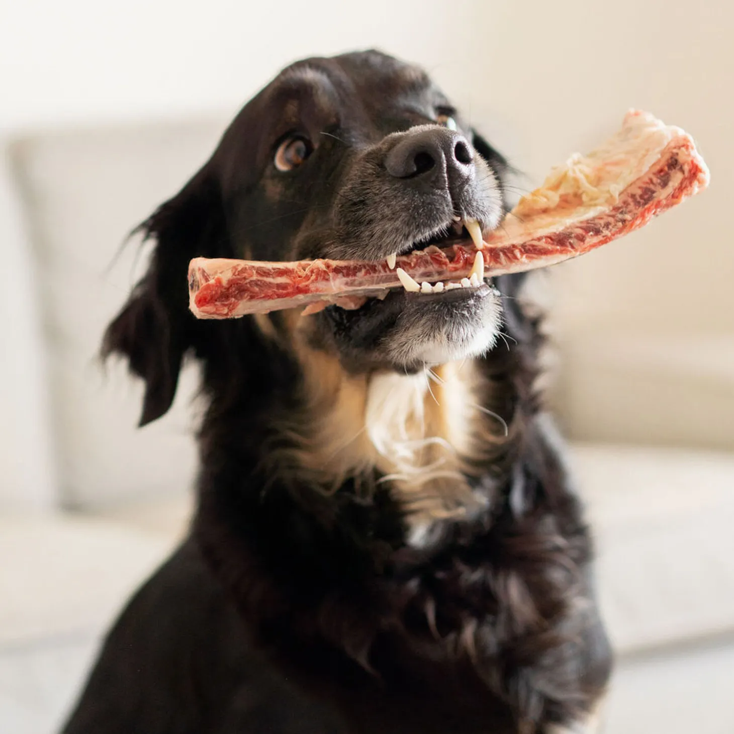 Beef rib bone, 110g