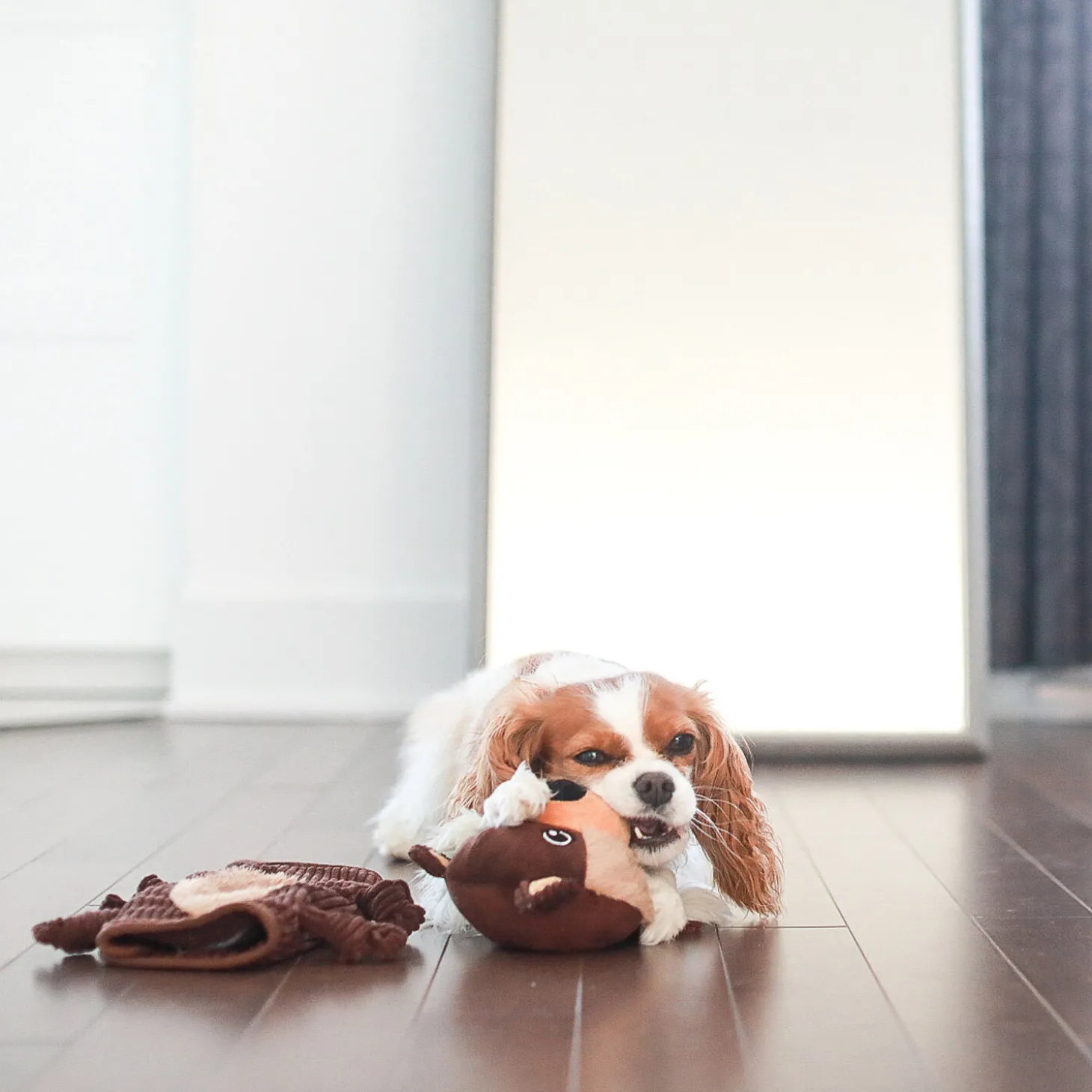 Bernie the beaver dog toy