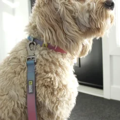 Blue and Pink Gradian Silicone Dog Leash, 6 inches