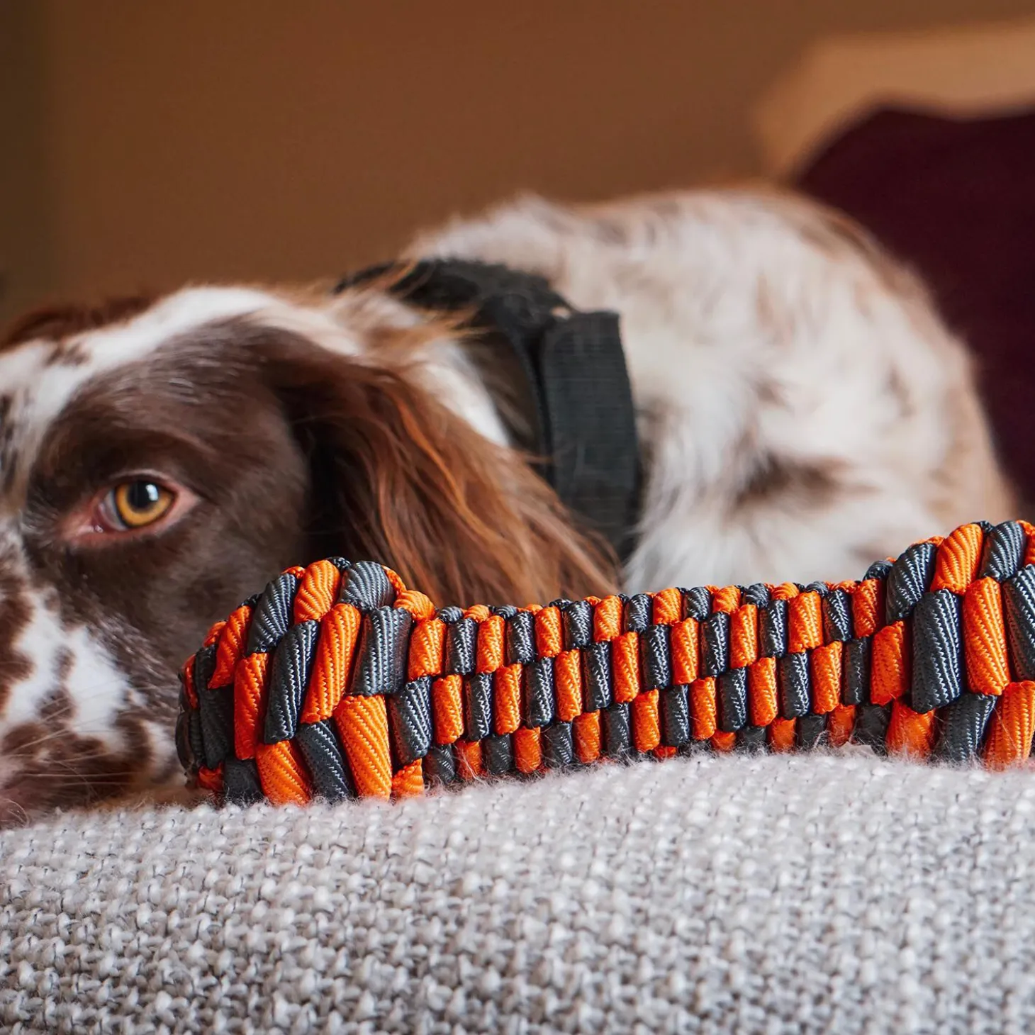 Braided Bone Dog Toy