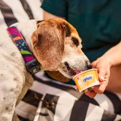 Calypso Silicone Collar for Dogs