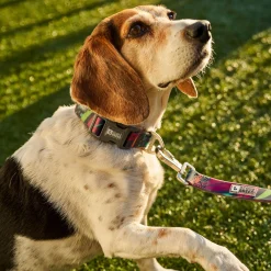 Calypso Silicone Leash for Dogs