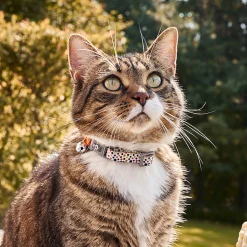 Cat Collar, dots