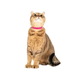 Cat collar, pink