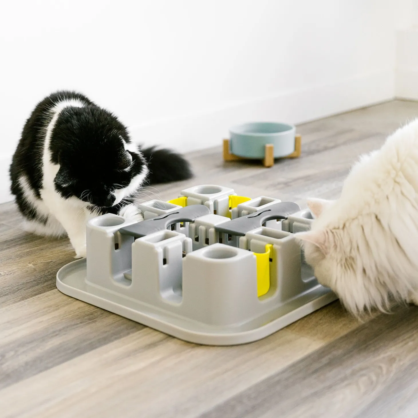Cat Maze