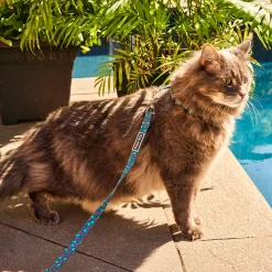 Cherry Smash Adjustable Cat Collar