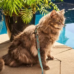 Cherry Smash Adjustable Cat Collar