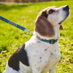 Cherry Smash Adjustable Dog Collar