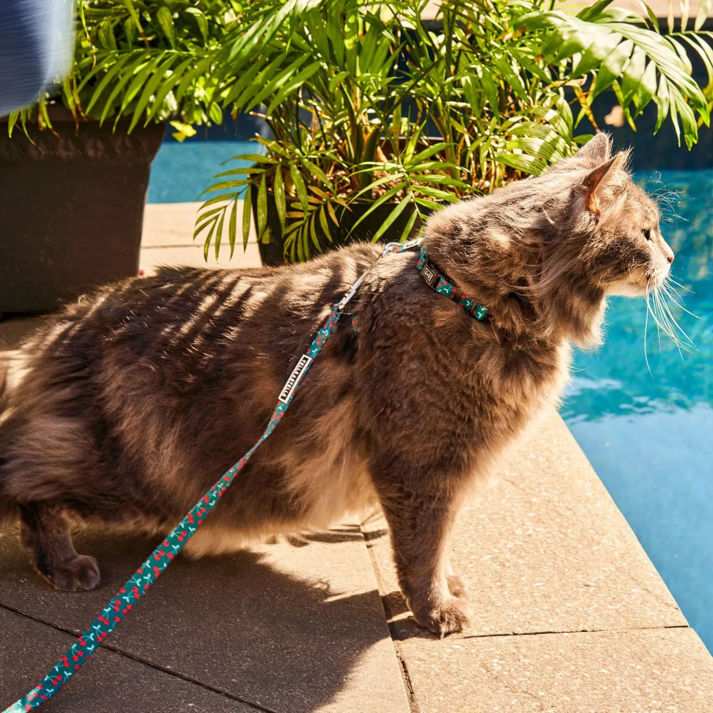 Cherry Smash Cat leash