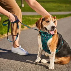 Cherry Smash Dog Harness