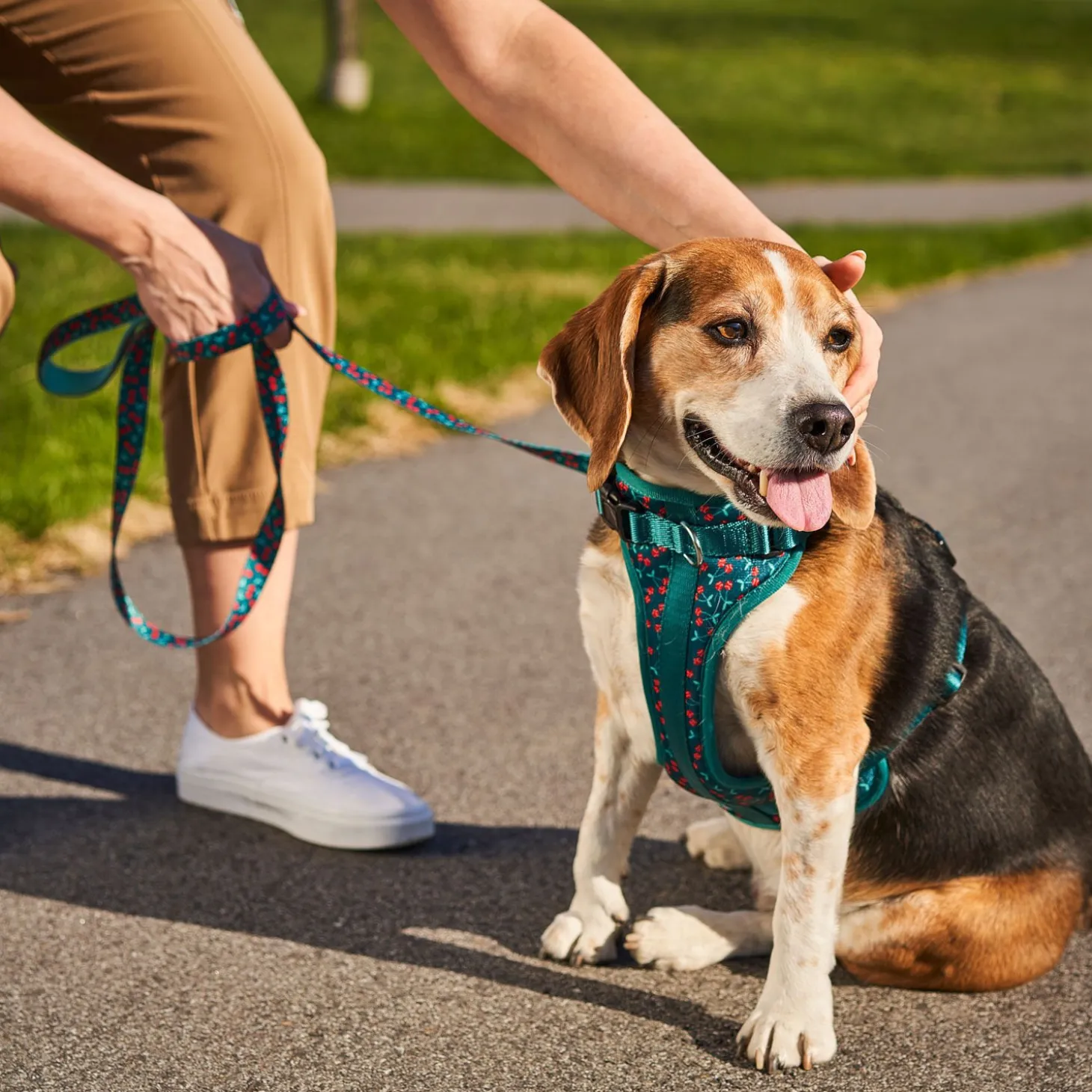 Cherry Smash Dog Harness
