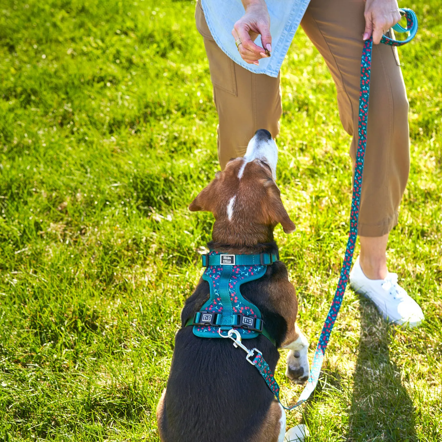 Cherry Smash Dog leash