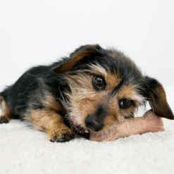 ChewStix Dog Toy