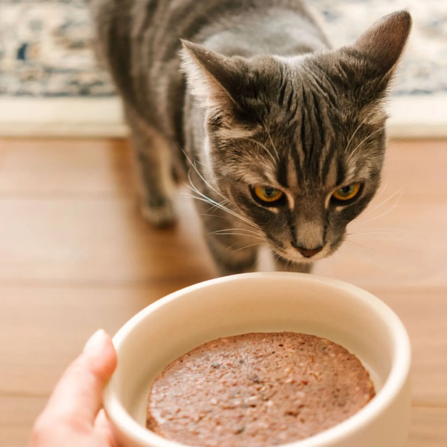 Chicken and salmon raw cat food