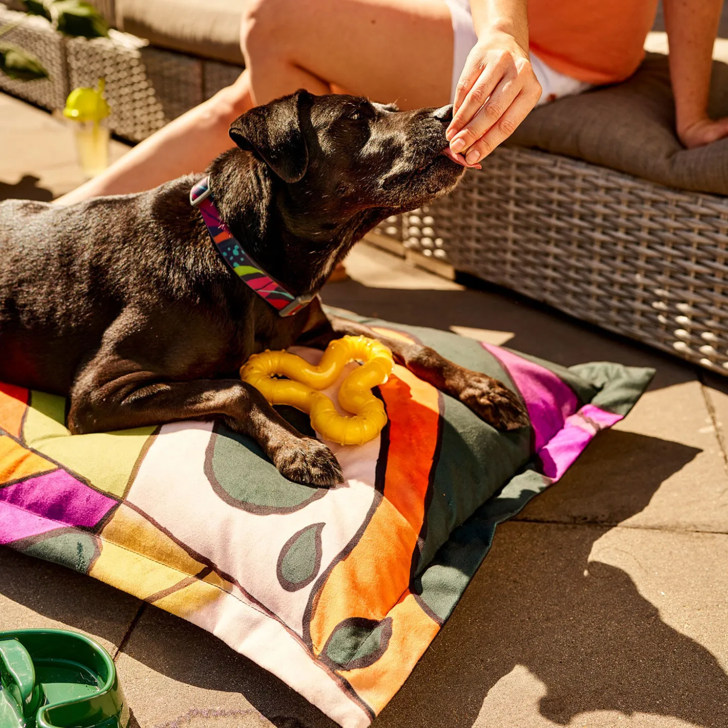 Chicken Scented Dog Toy