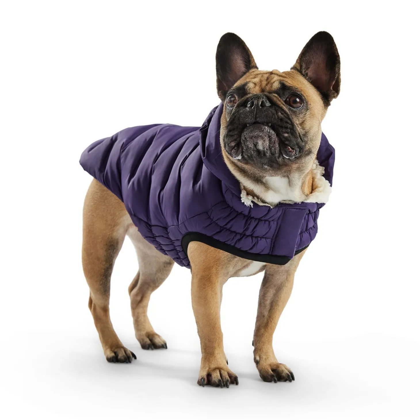 Cloud Parka for Dogs