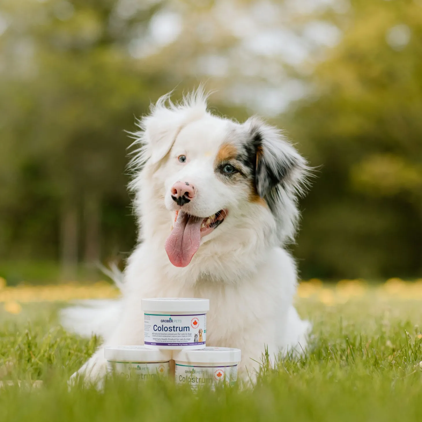 Colostrum All Natural Bovine Colostrum for Cats and Dogs
