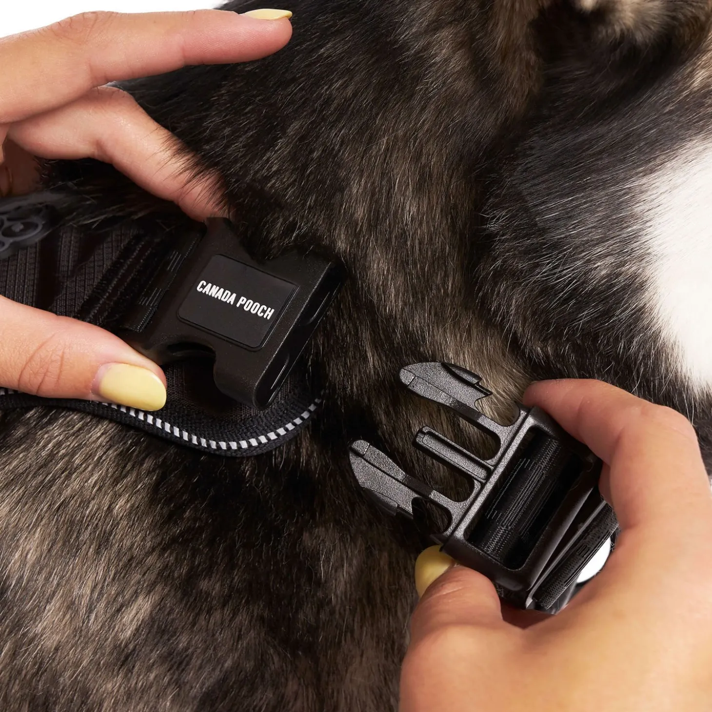 Complete Control Harness for Dogs