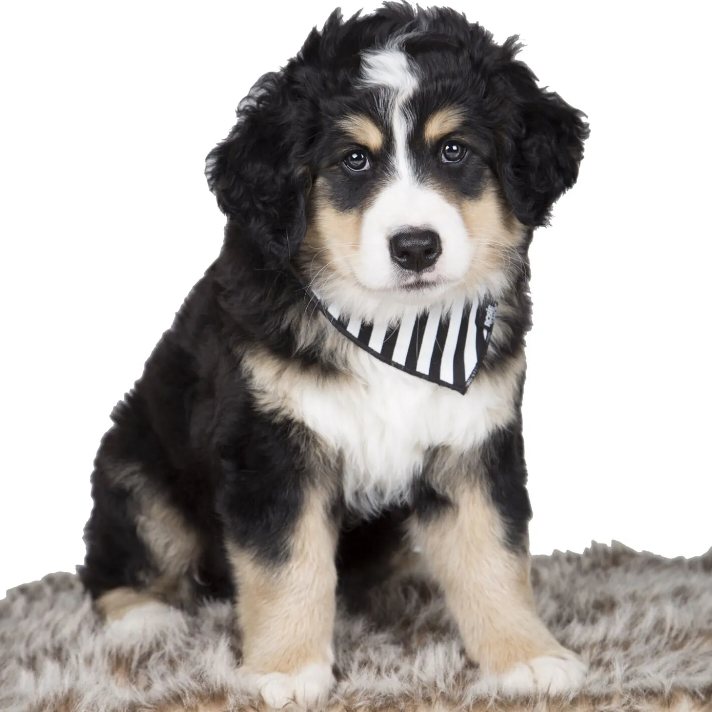 Cotton bandana for dogs and cats