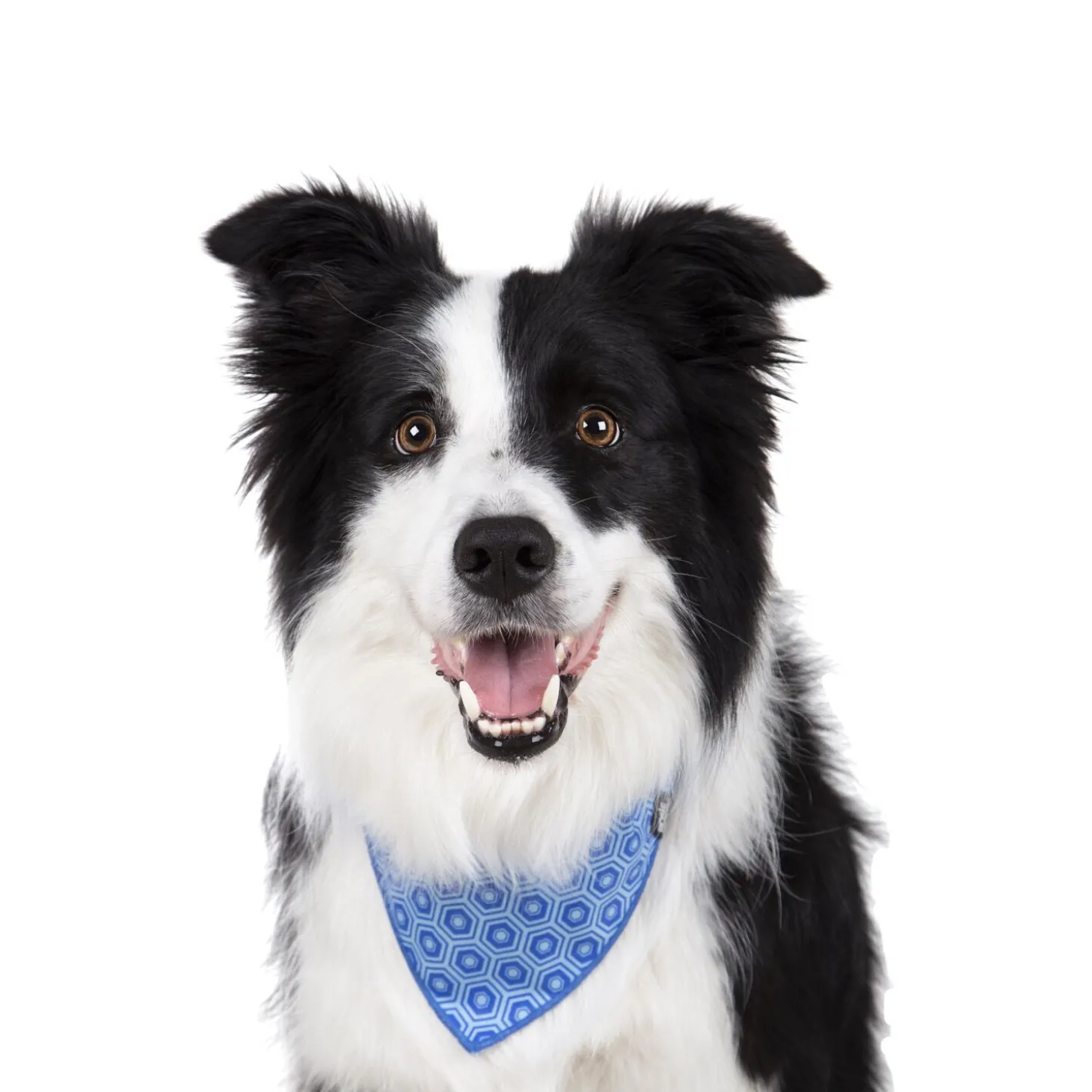 Cotton bandana for dogs and cats