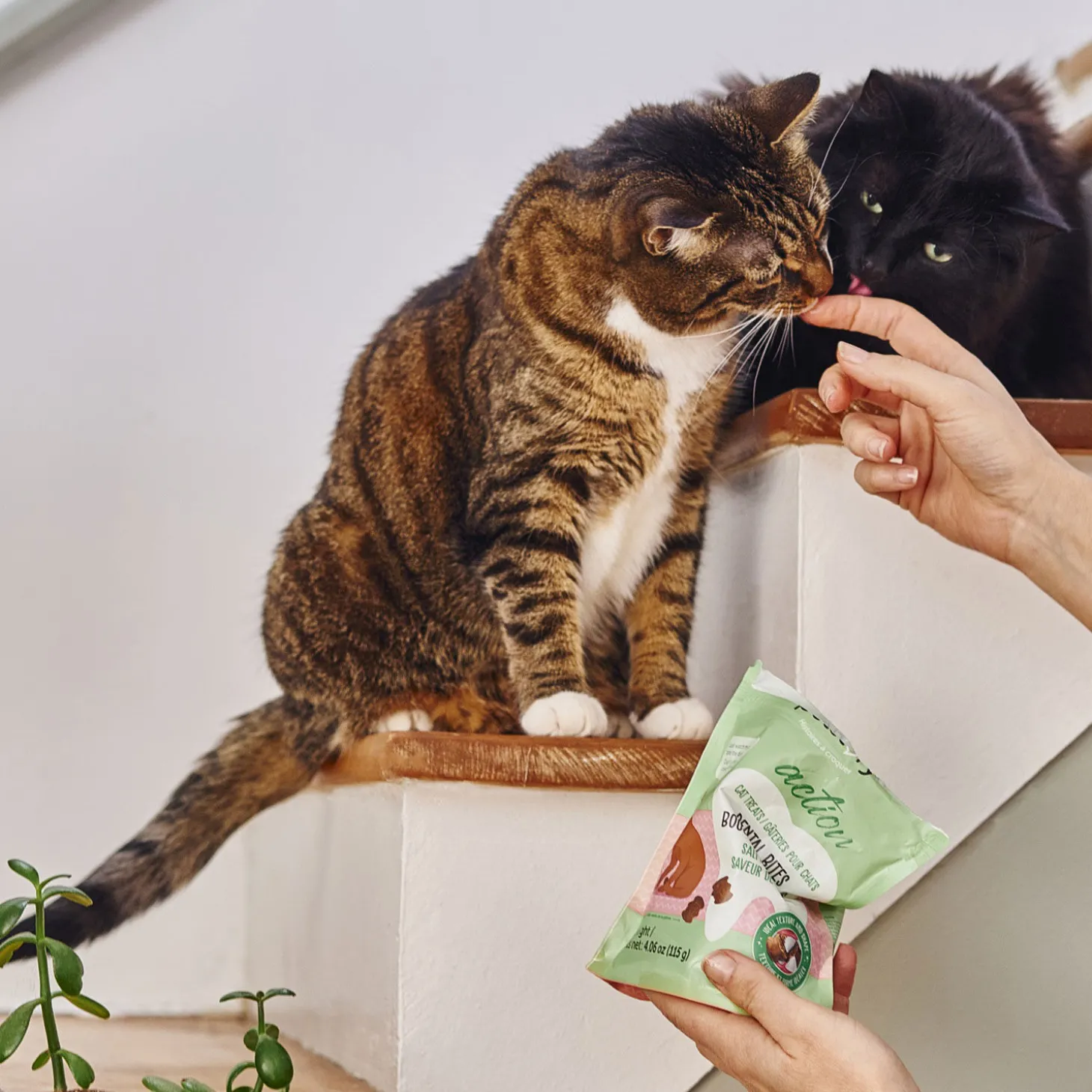 Dental Bites for Cats, Salmon Flavour