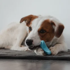 Dental Toy Star