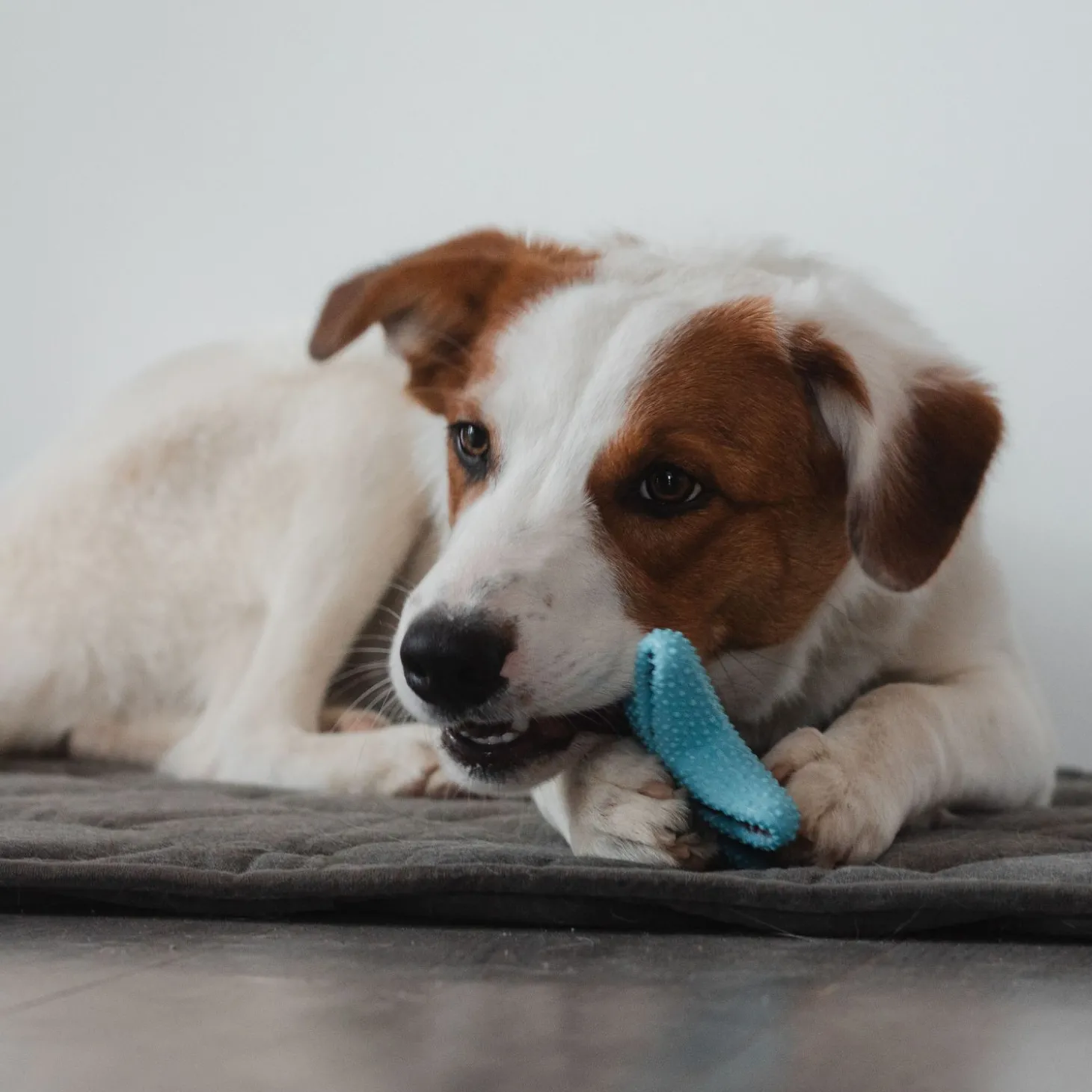 Dental Toy Star