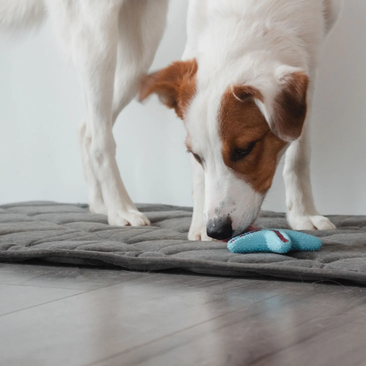 Dental Toy Star