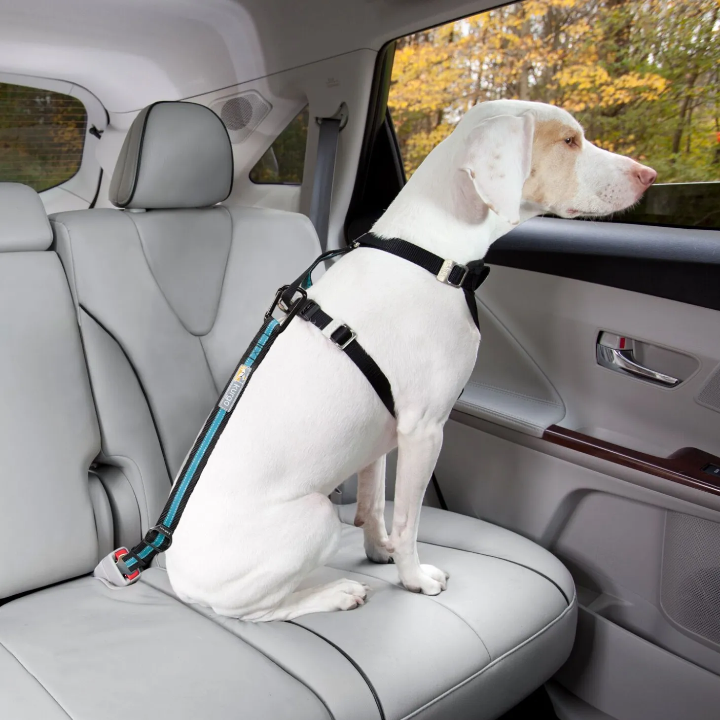 Direct to Seatbelt Tether, Coastal Blue