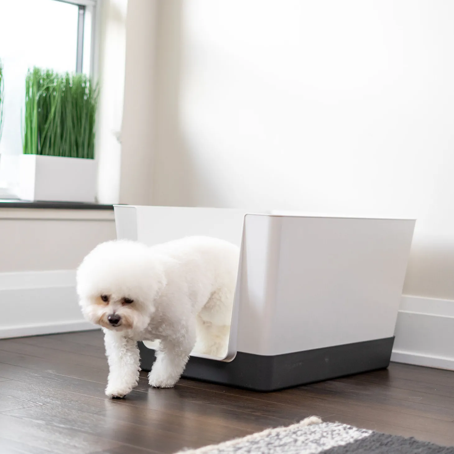 Doggy Bathroom Starter Kit, Dark Grey