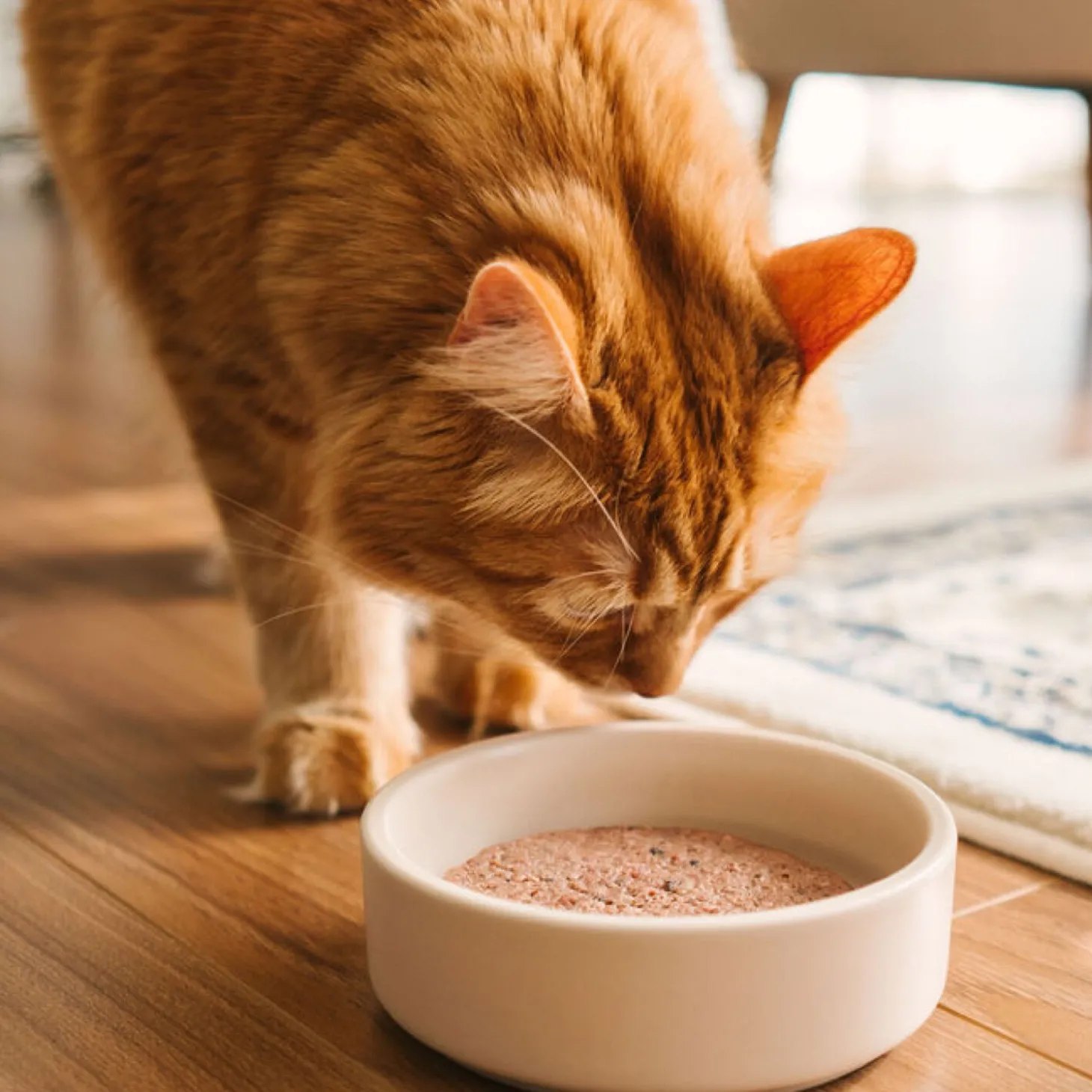Duck & beef raw cat food