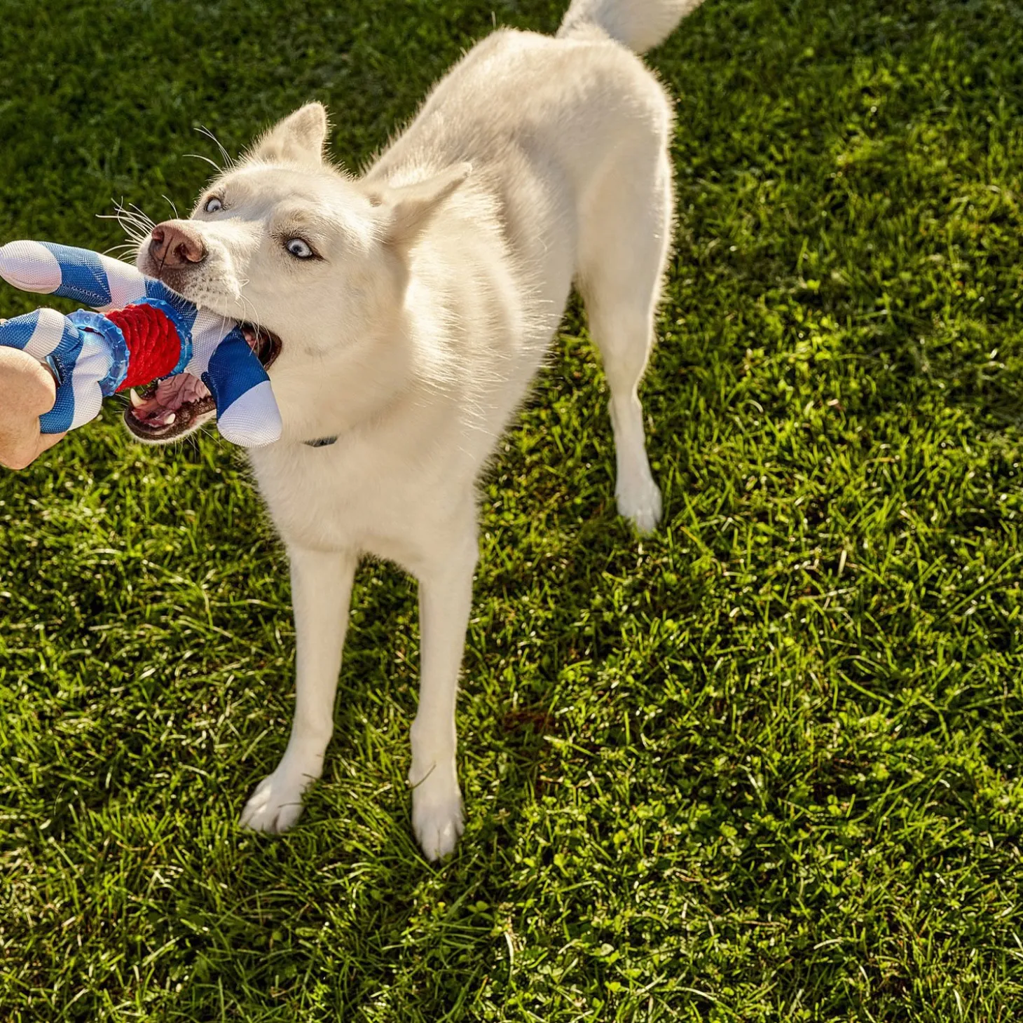 Durable Dog Toy, Anchor