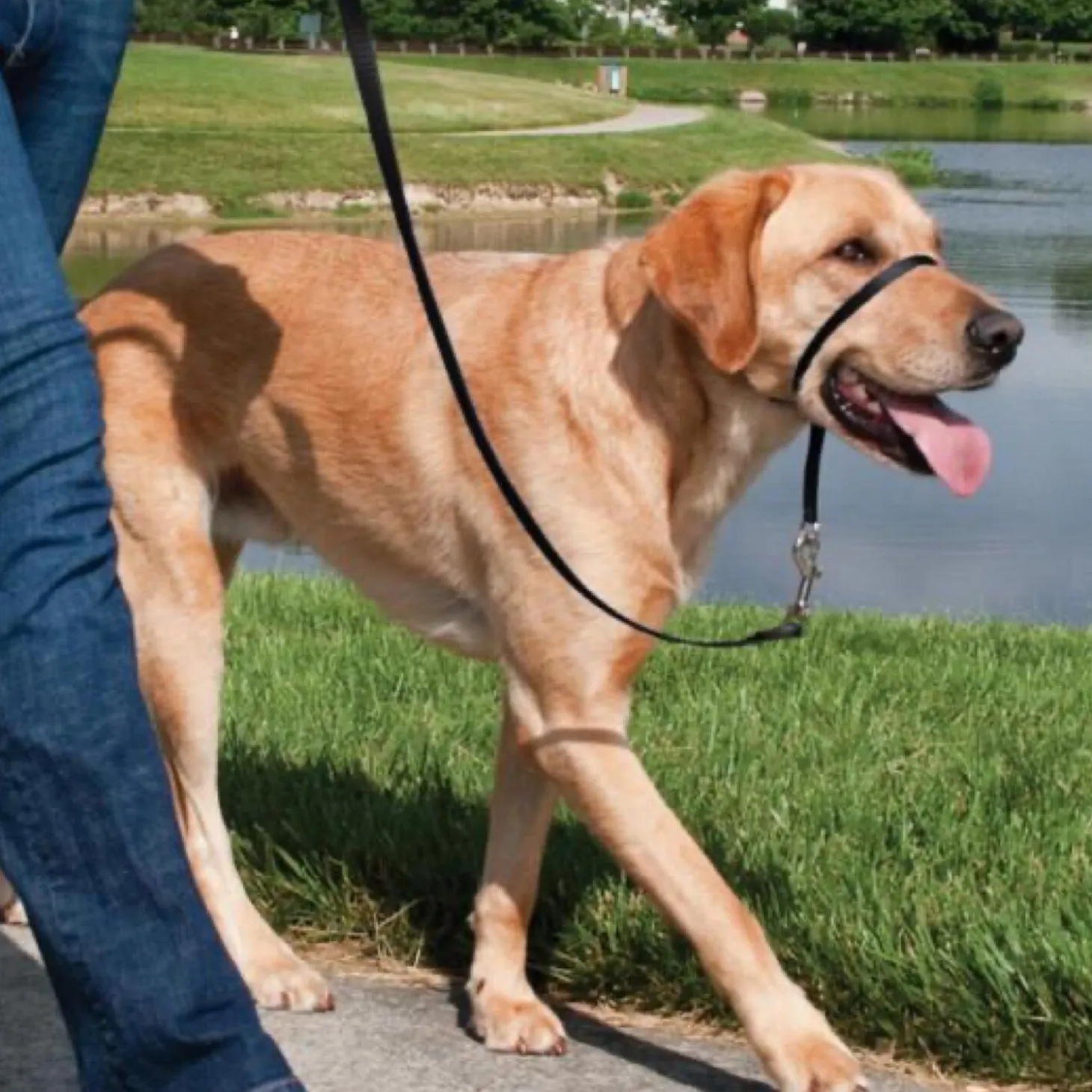 Easy Walk headcollar for dogs, black