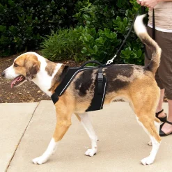 EasySport dog harness, black