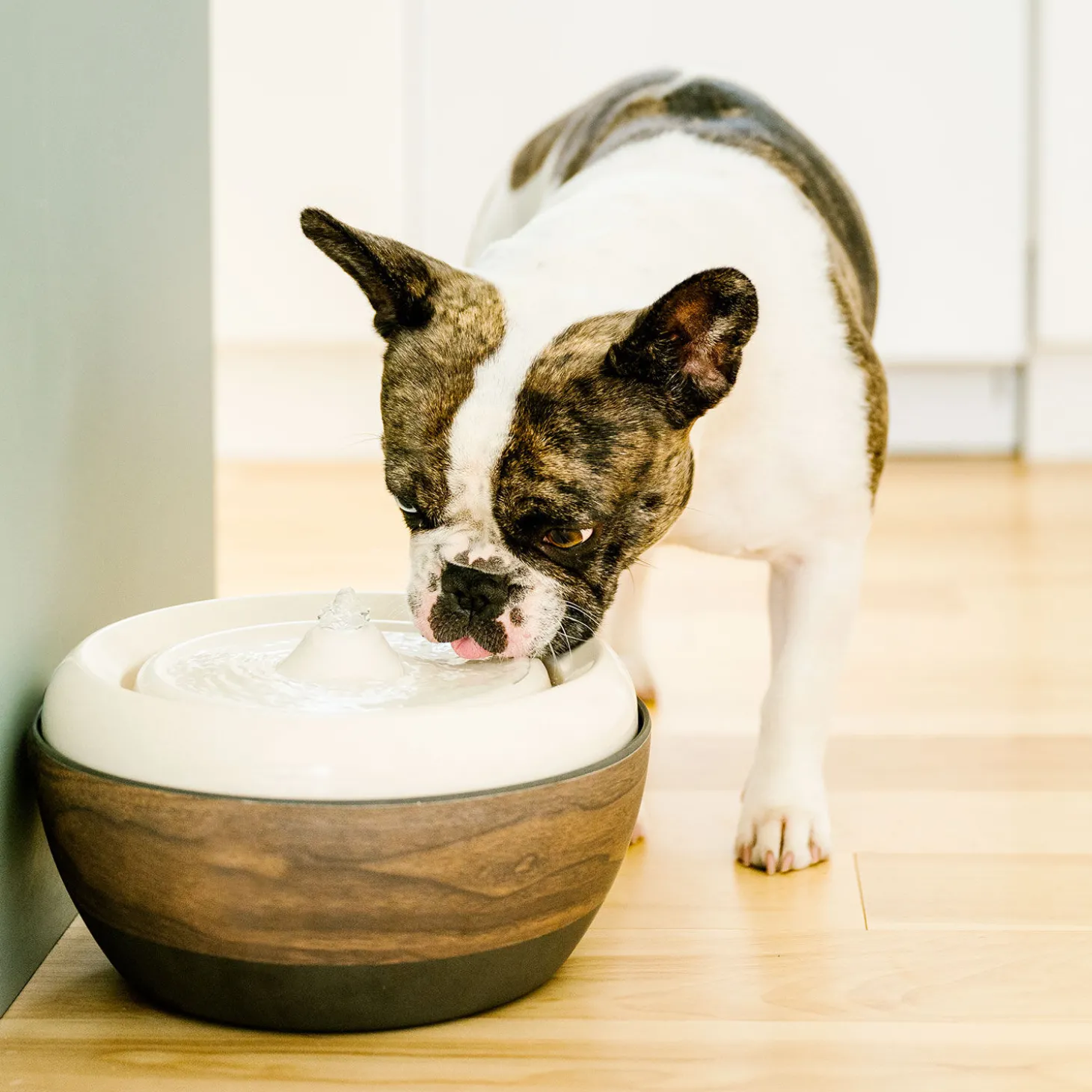 Eco Pet Water Fountain 2.0