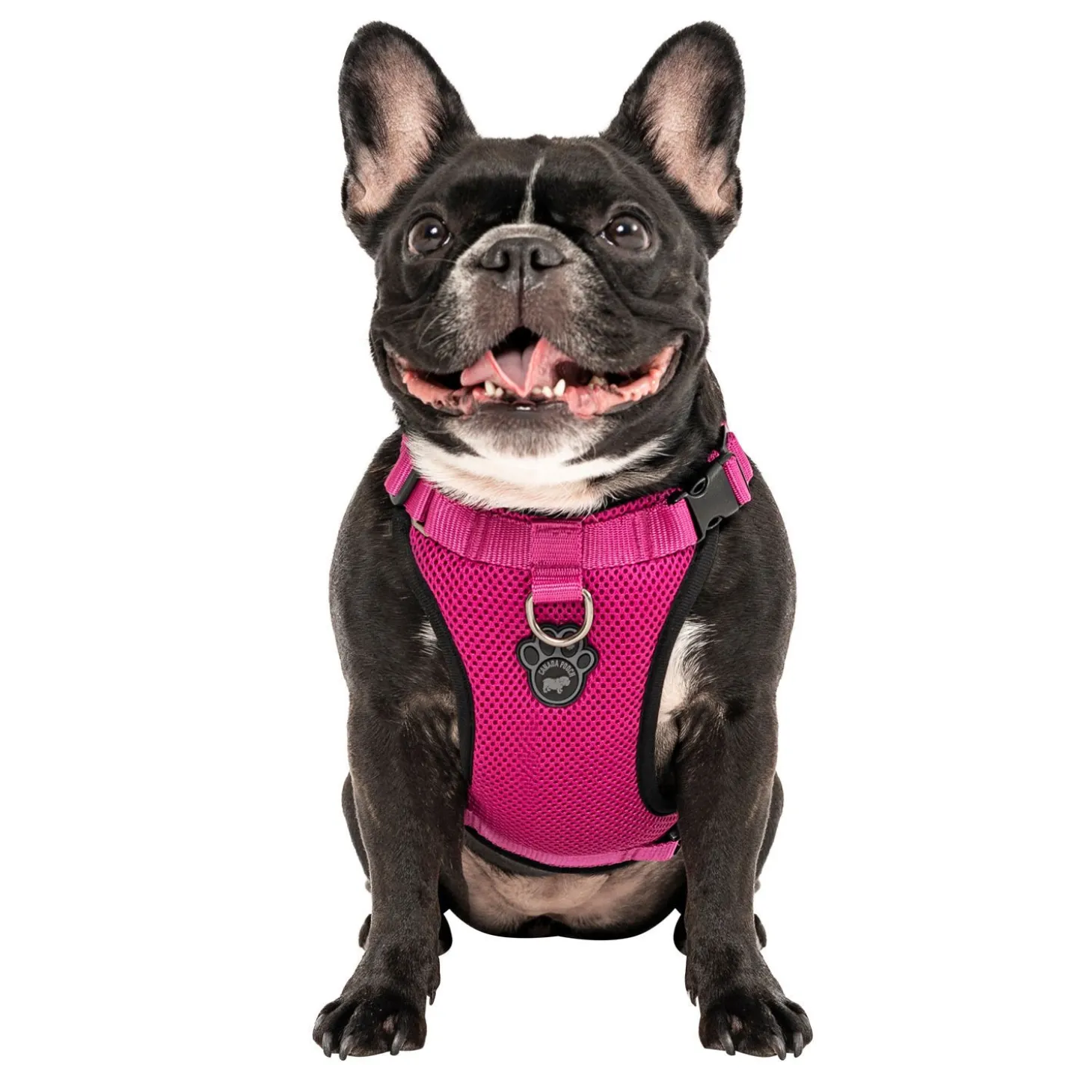 Everything Harness for Dogs