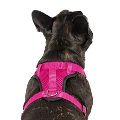 Everything Harness for Dogs