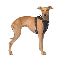 Everything Harness for Dogs