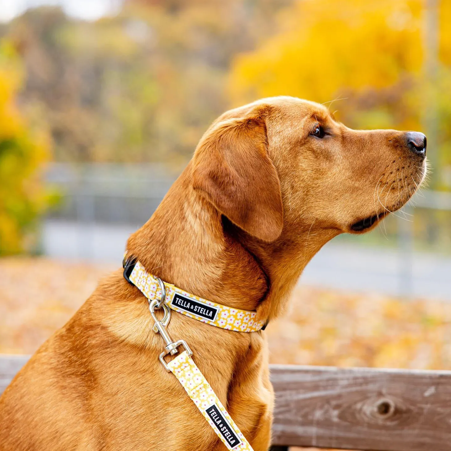 Florence Adjustable Dog Collar