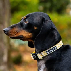 Florence Adjustable Dog Collar